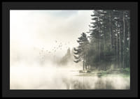 Photographie d'une forêt au bord d'un lac avec des oiseaux en vol dans le brouillard-4