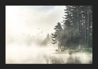 Photographie d'une forêt au bord d'un lac avec des oiseaux en vol dans le brouillard-5