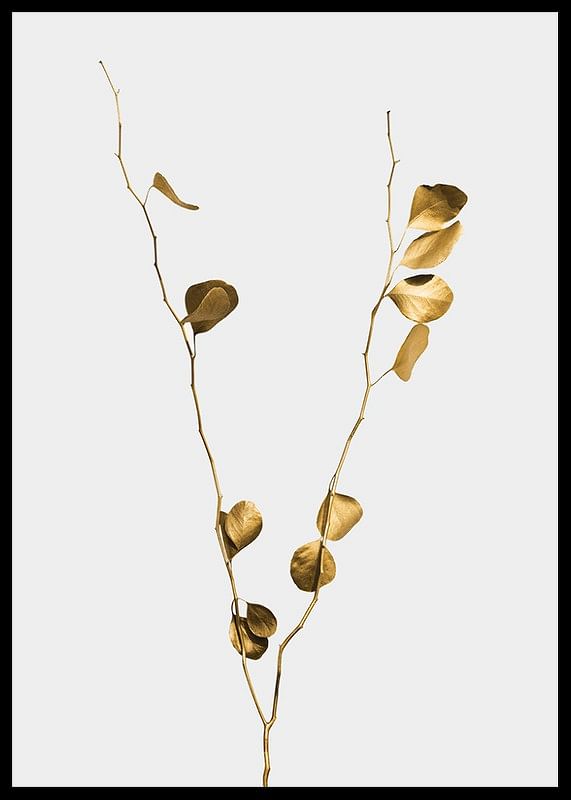 Eucalyptus Gold No1-12