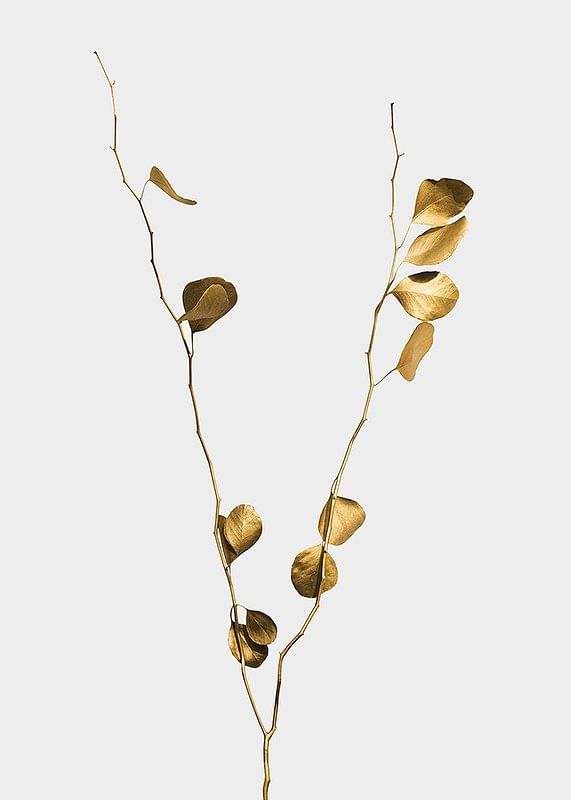 Eucalyptus Gold No1-12