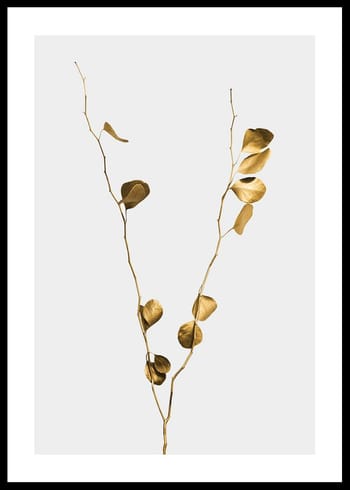 Plakat Eucalyptus Gold No1