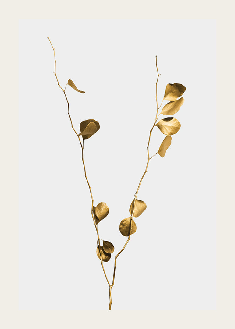 Fotografi av guldtonade eukalyptusgrenar mot ljus bakgrund-12