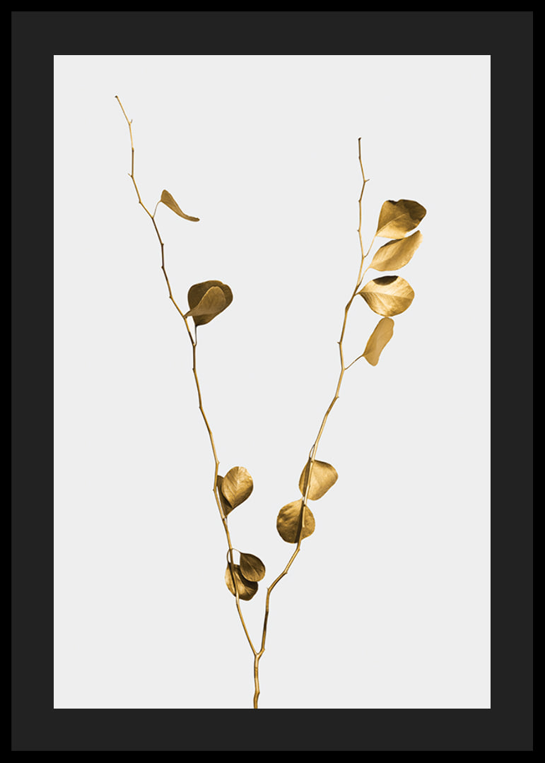 Zeltaini nokrāsotu eikalipta zaru fotogrāfija uz gaiša fona-12