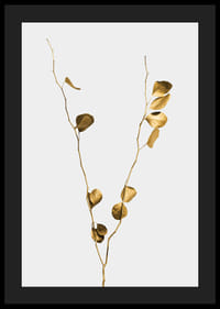 Fotografi av guldtonade eukalyptusgrenar mot ljus bakgrund-4