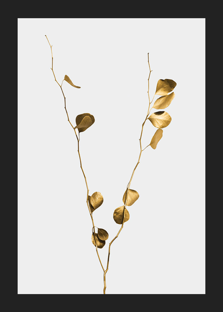 Fotografi av guldtonade eukalyptusgrenar mot ljus bakgrund-12