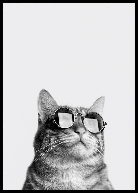 Black and white close-up of cat with sunglasses against light background-12