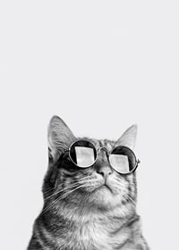 Black and white close-up of cat with sunglasses against light background-7