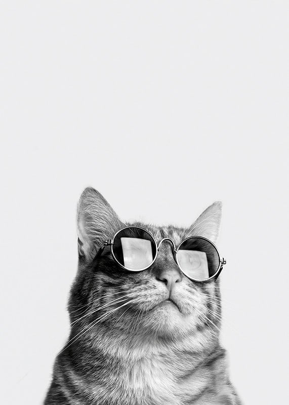 Black and white close-up of cat with sunglasses against light background-12