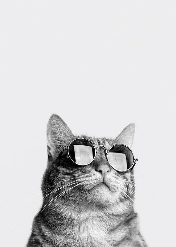 Cat With Shades-12