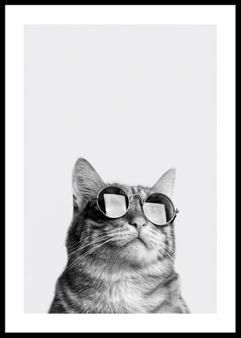 Poster Cat With Shades
