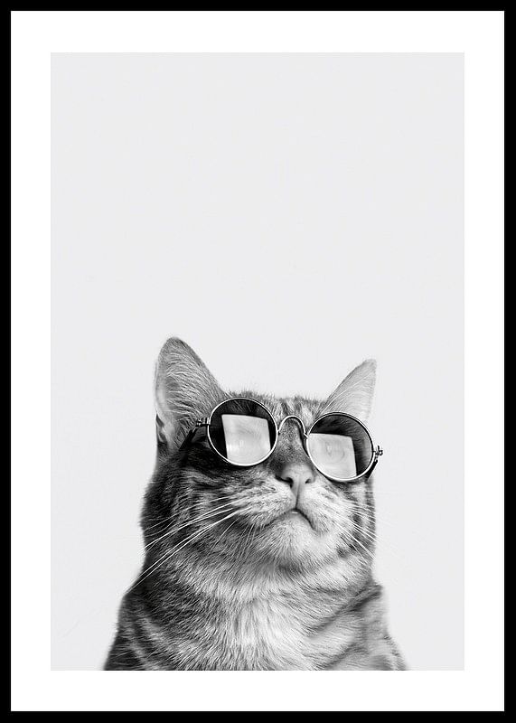 Cat With Shades-12