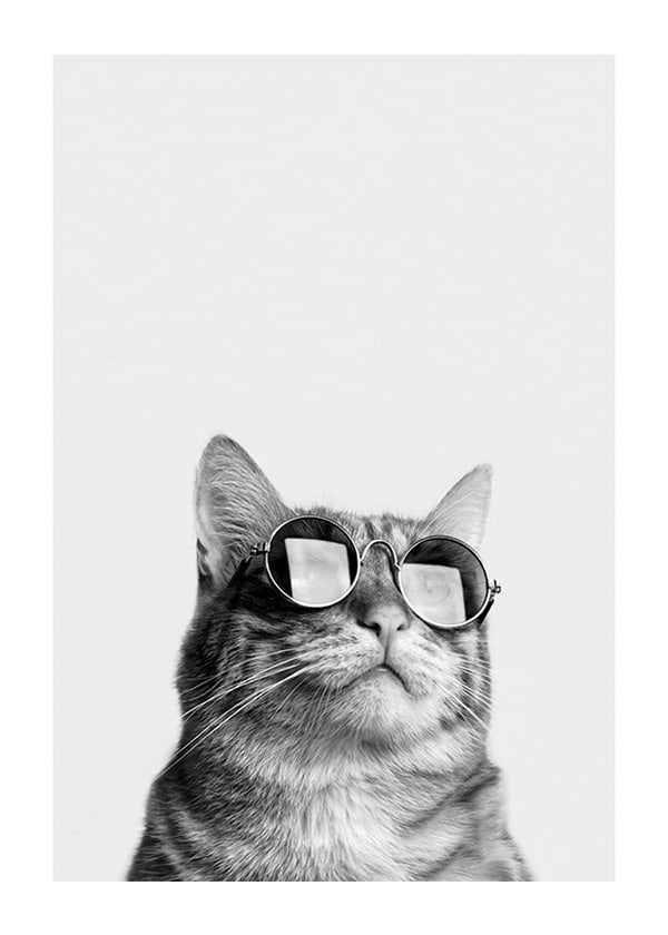 Póster Cat With Shades