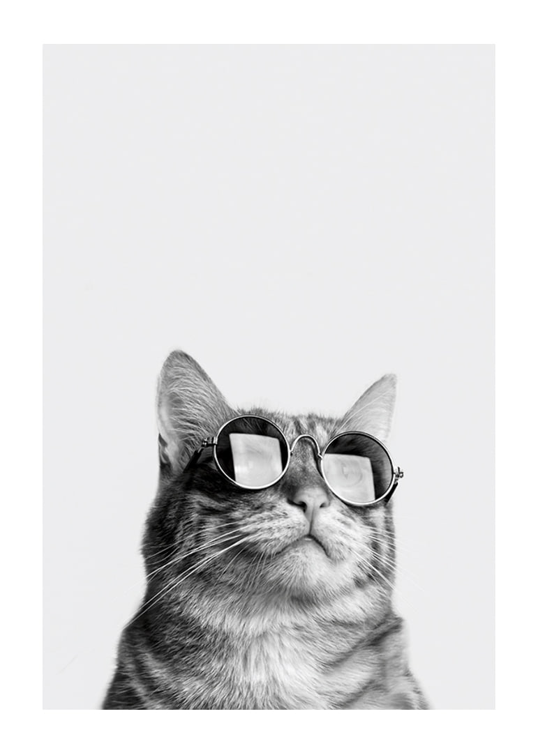 Black and white close-up of cat with sunglasses against light background-12