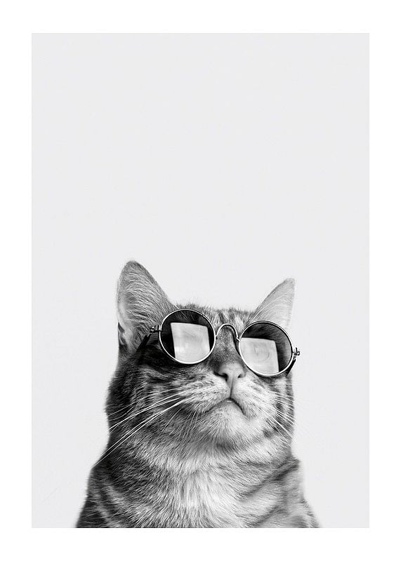 Cat With Shades-12
