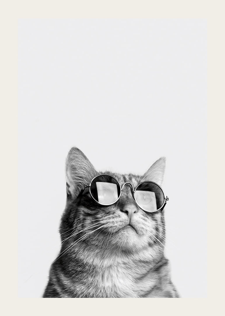 Black and white close-up of cat with sunglasses against light background-12