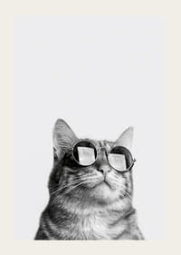 Svartvit närbild av katt med solglasögon mot ljus bakgrund-3