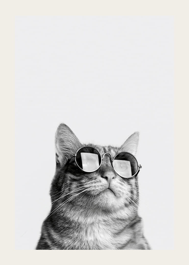 Svartvit närbild av katt med solglasögon mot ljus bakgrund-12