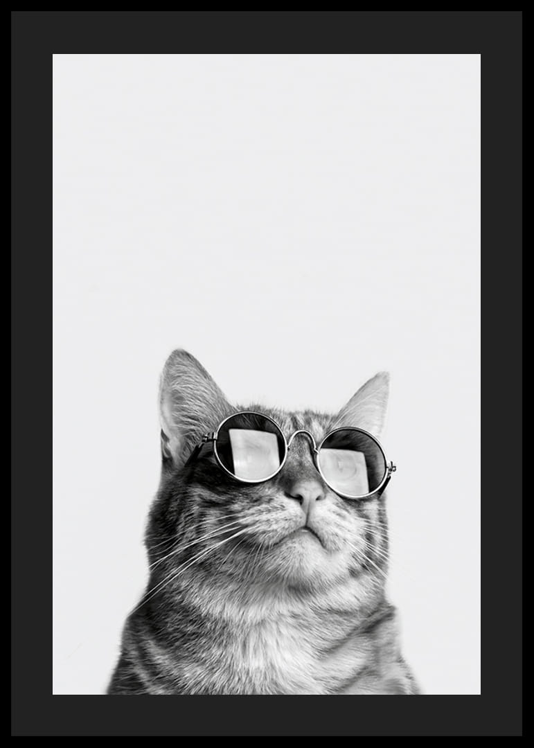 Svartvit närbild av katt med solglasögon mot ljus bakgrund-12
