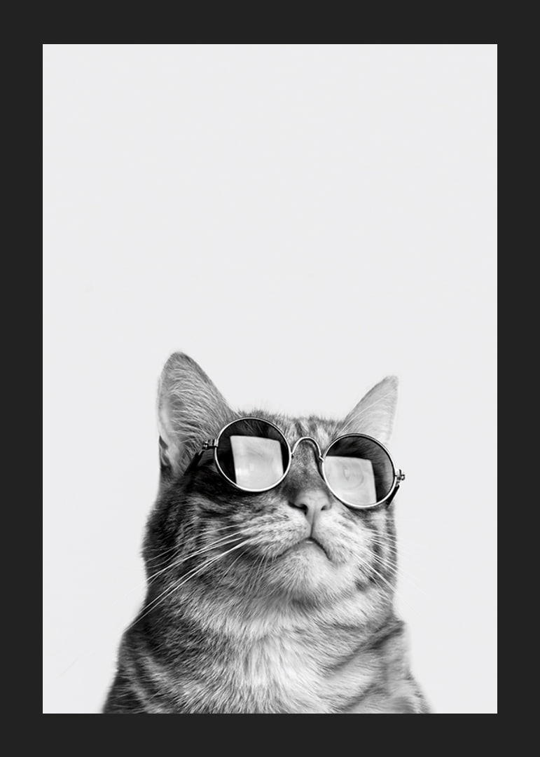 Black and white close-up of cat with sunglasses against light background-12