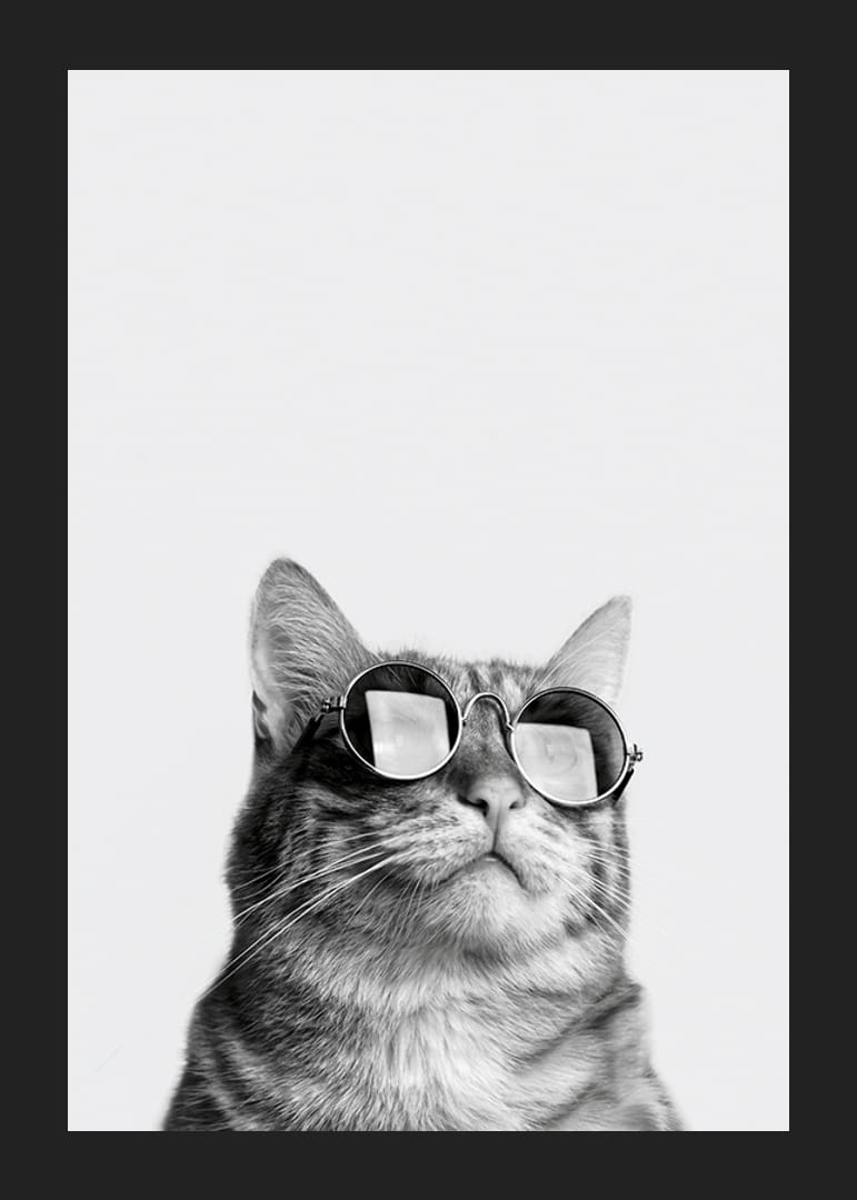 Svartvit närbild av katt med solglasögon mot ljus bakgrund-12