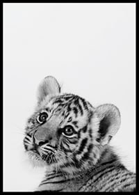 Black and white close-up of tiger cub against light background-6