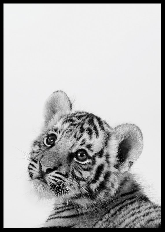 Black and white close-up of tiger cub against light background-12