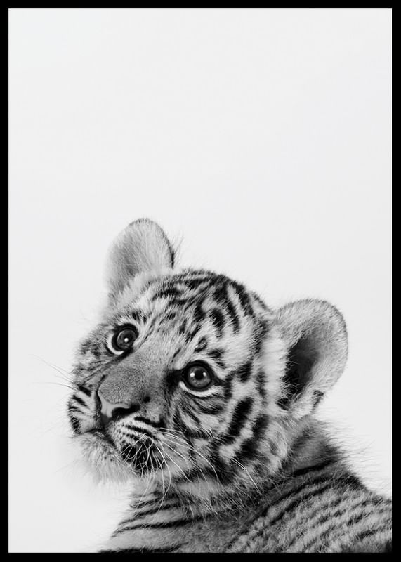 Tiger Cub-12