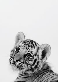Black and white close-up of tiger cub against light background-7