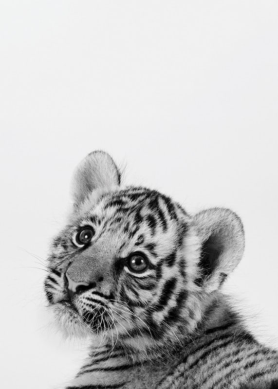 Black and white close-up of tiger cub against light background-12