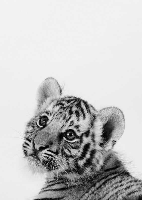 Tiger Cub-12