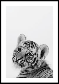 Black and white close-up of tiger cub against light background-0