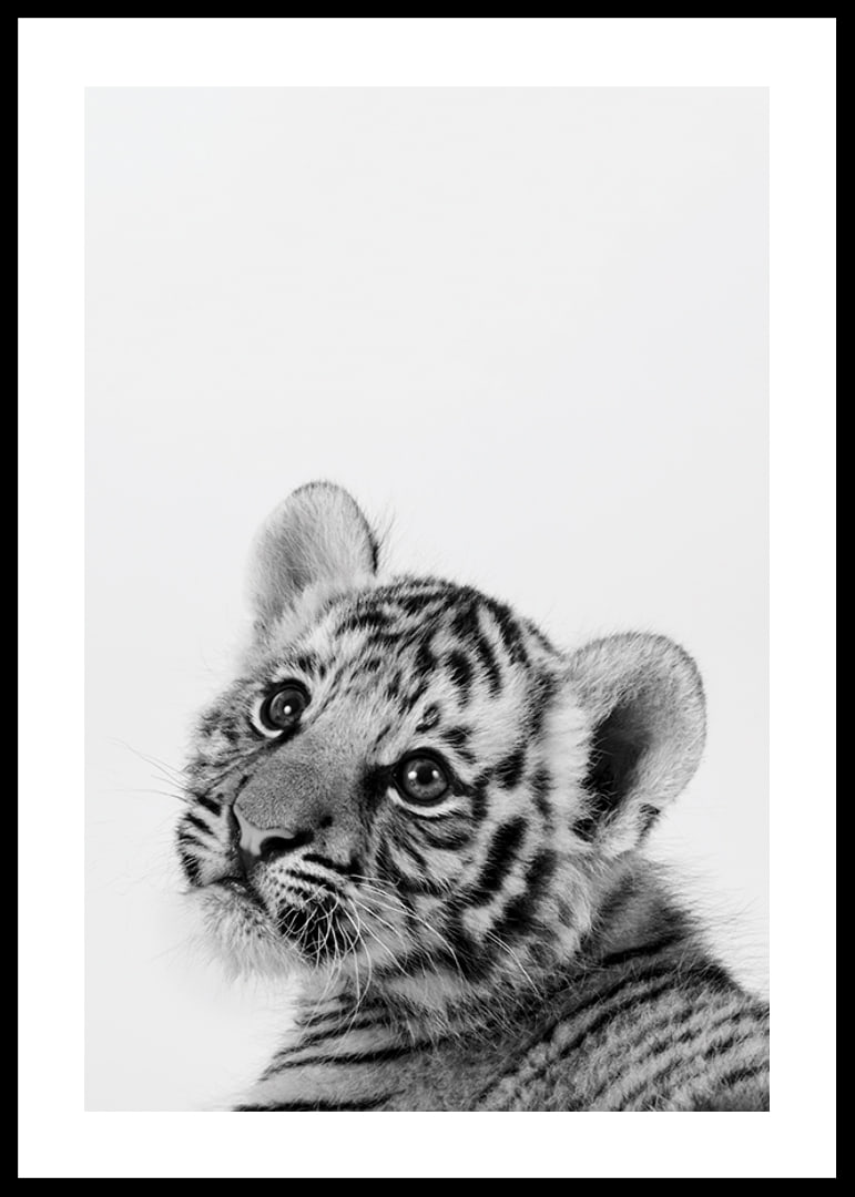 Black and white close-up of tiger cub against light background-12