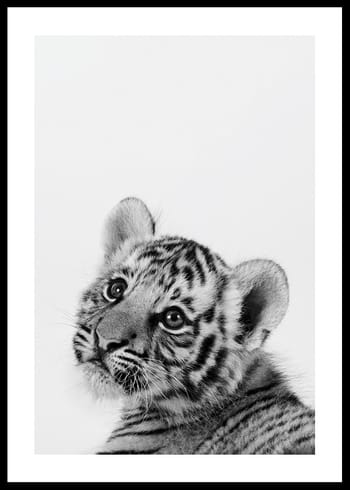 Poster Tiger Cub