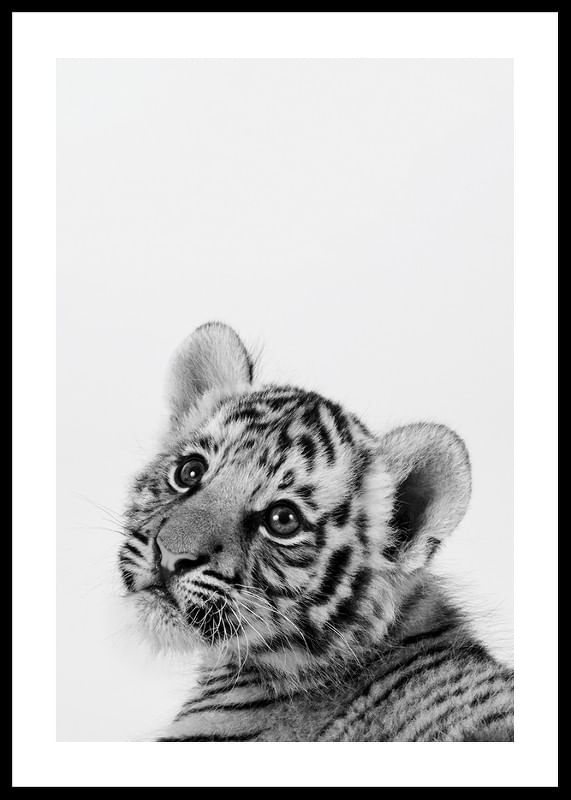 Tiger Cub-12