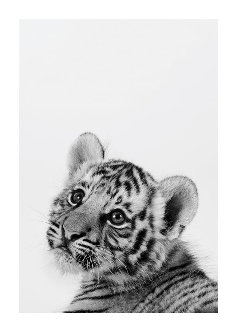 Black and white close-up of tiger cub against light background-12