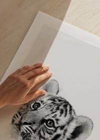 Black and white close-up of tiger cub against light background-9