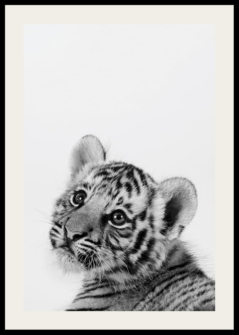 Black and white close-up of tiger cub against light background-12