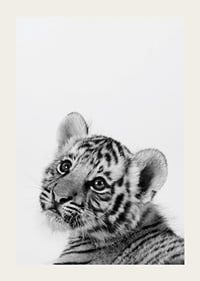 Black and white close-up of tiger cub against light background-3