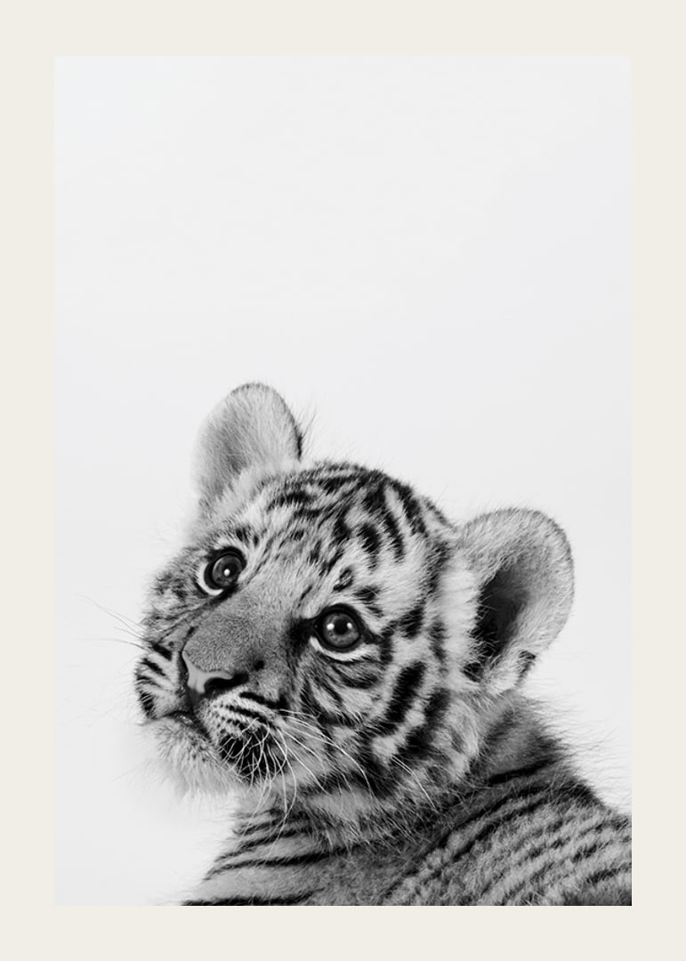 Black and white close-up of tiger cub against light background-12