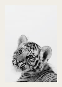 Čiernobiely detailný záber tigrieho mláďaťa na svetlom pozadí-3