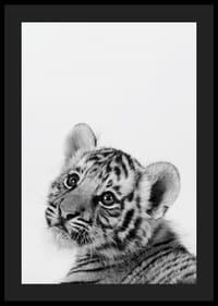Čiernobiely detailný záber tigrieho mláďaťa na svetlom pozadí-4