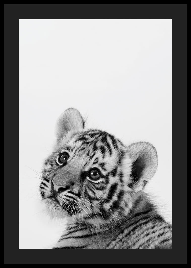 Čiernobiely detailný záber tigrieho mláďaťa na svetlom pozadí-12