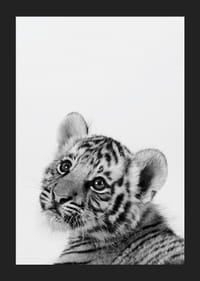 Čiernobiely detailný záber tigrieho mláďaťa na svetlom pozadí-5