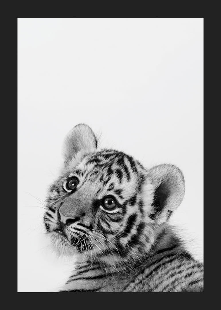 Čiernobiely detailný záber tigrieho mláďaťa na svetlom pozadí-12