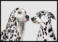 Two black and white dogs, one of which has a polka-dot hoodie-6