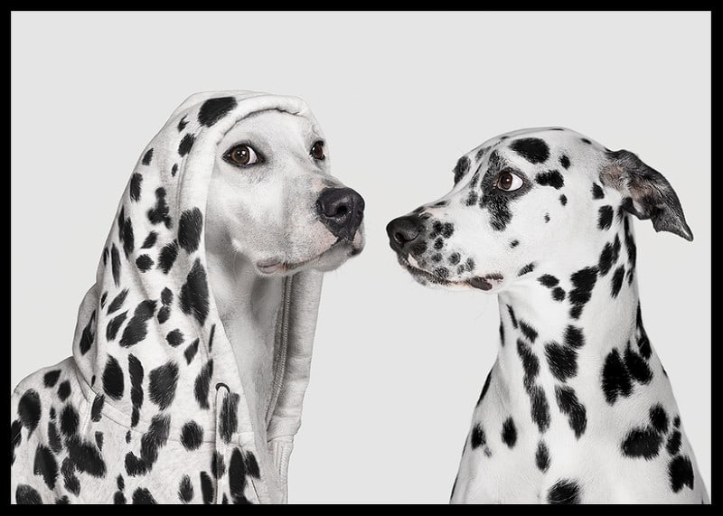 Two black and white dogs, one of which has a polka-dot hoodie-12