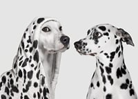 Two black and white dogs, one of which has a polka-dot hoodie-7