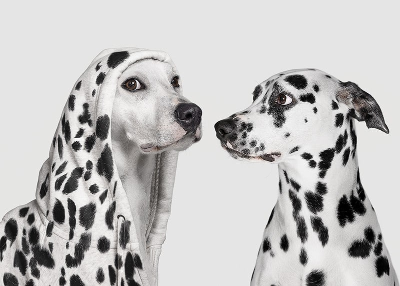 Two black and white dogs, one of which has a polka-dot hoodie-12