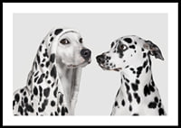 Two black and white dogs, one of which has a polka-dot hoodie-0