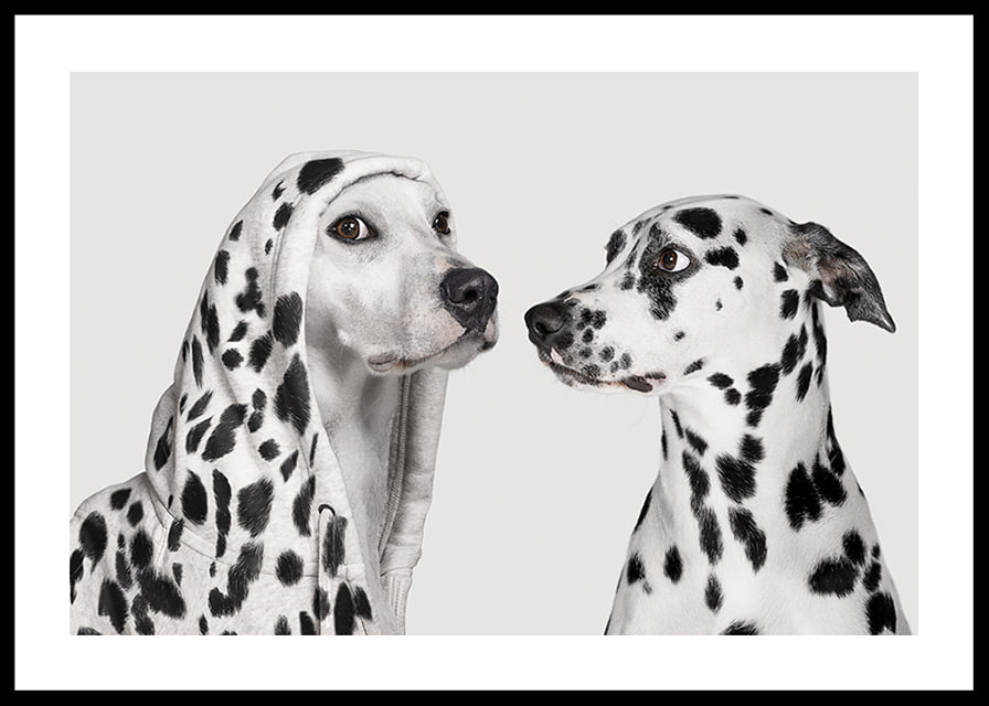 Two black and white dogs, one of which has a polka-dot hoodie-12